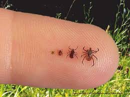 A photo of blacklegged ticks on a finger. It shows how small they can be.