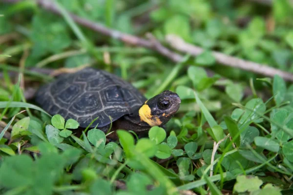 A picture of a bog turtle. They are highly endangered.