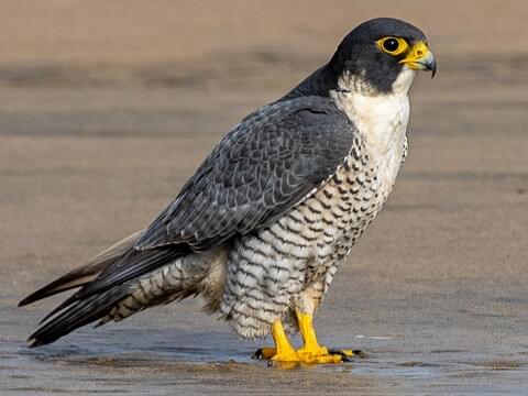 The peregrine falcon and why it is a superior mascot