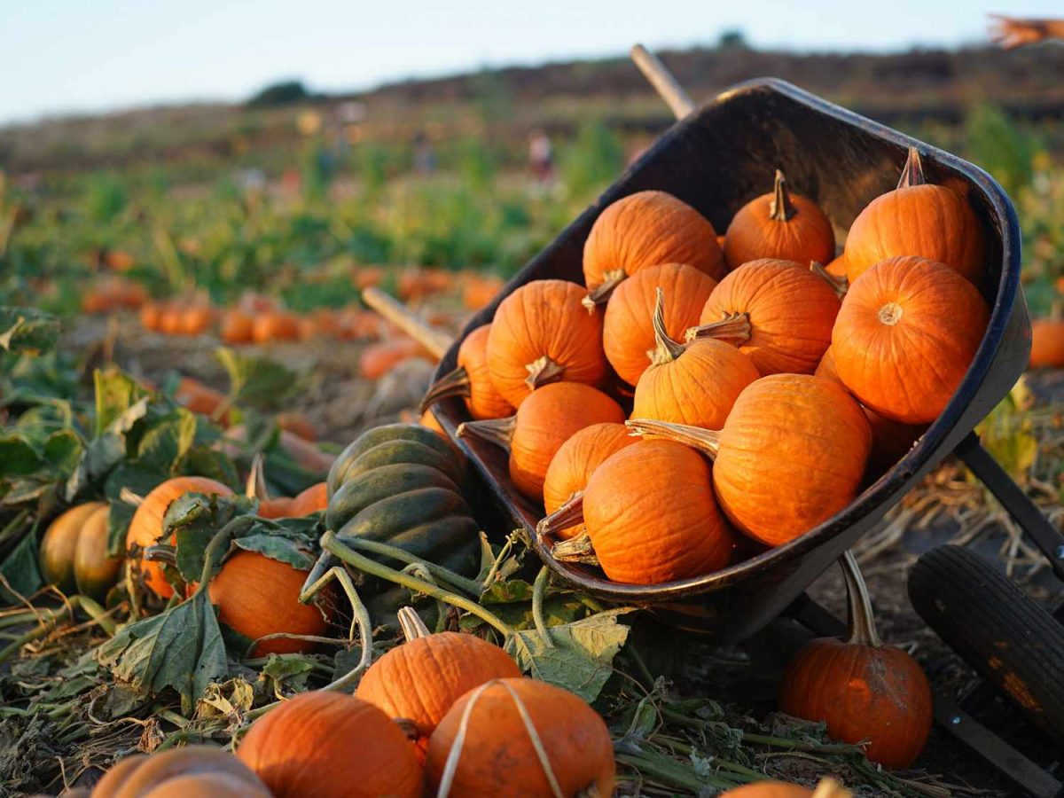 Pumpkin Traditions