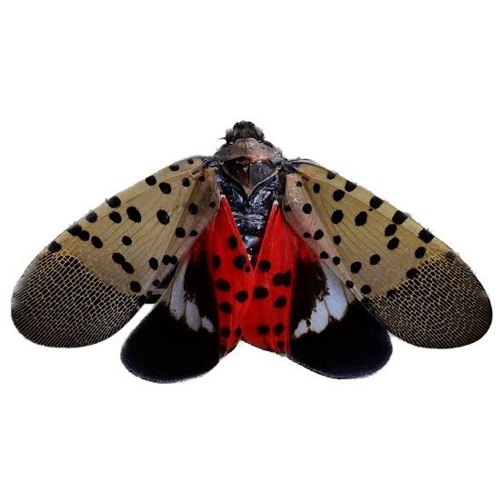 Spotted Lantern Fly: Why they are in Pennsylvania and how they got here