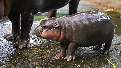 The truth about Moo Deng the pygmy hippo's species