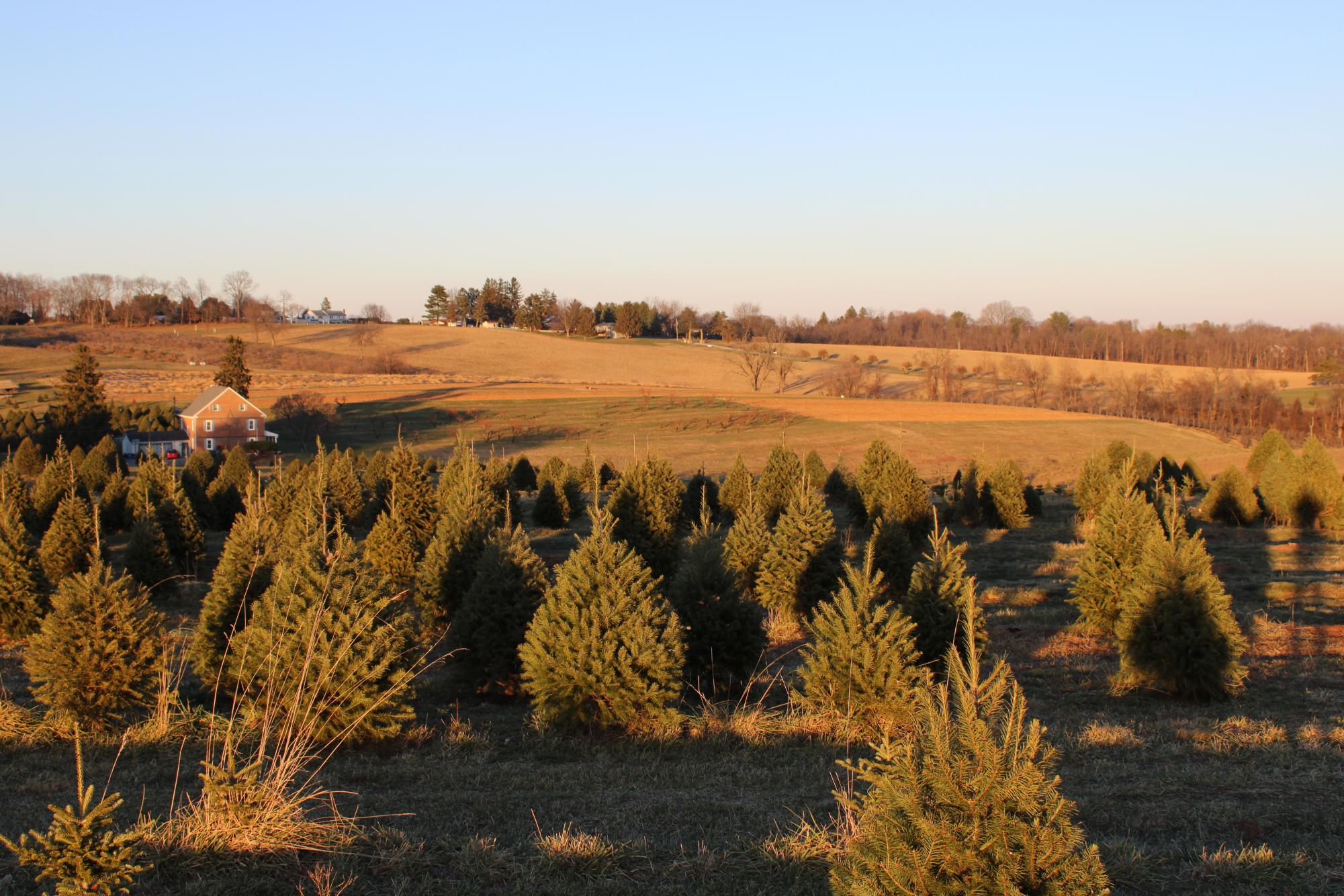 Strites Orchard offers a scenic view of their premises in the evening, when the trees cast long shadows in the golden light before the sunset.