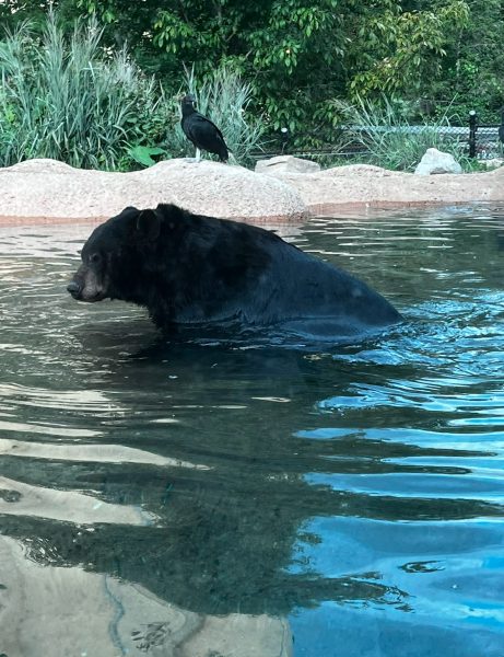 The Hibernation Process of a Bear