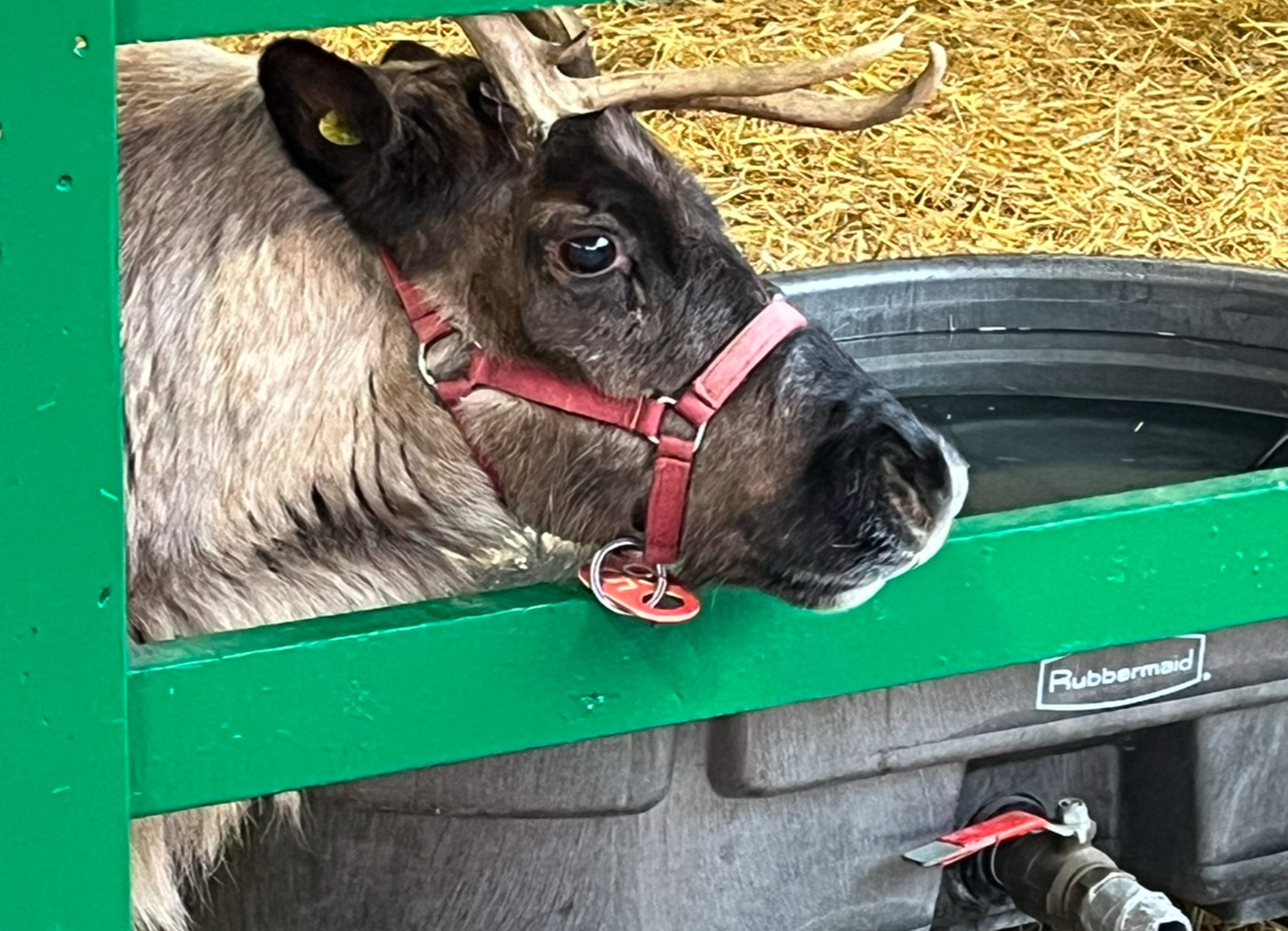 A reindeer at Hersheypark's stables. 