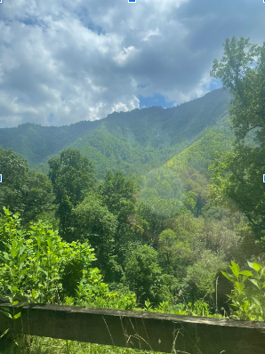 Healthy trees in the Smokey Mountains.